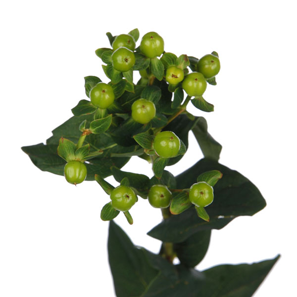 Hypericum Green - Image 5