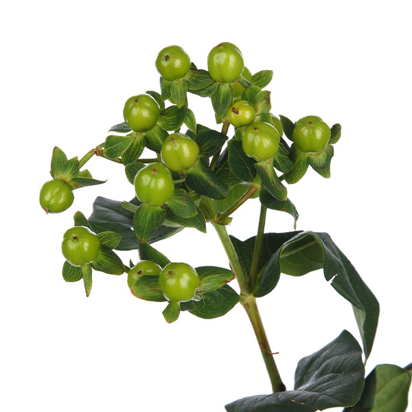 Hypericum Green - Image 4