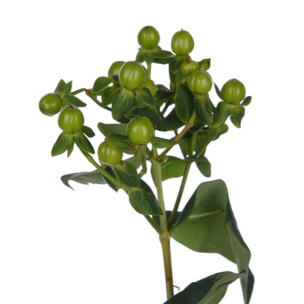 Hypericum Green - Image 3