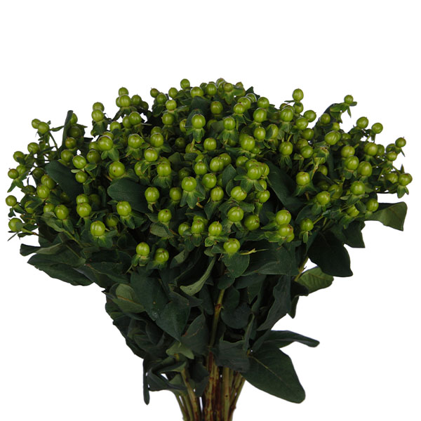 Hypericum Green