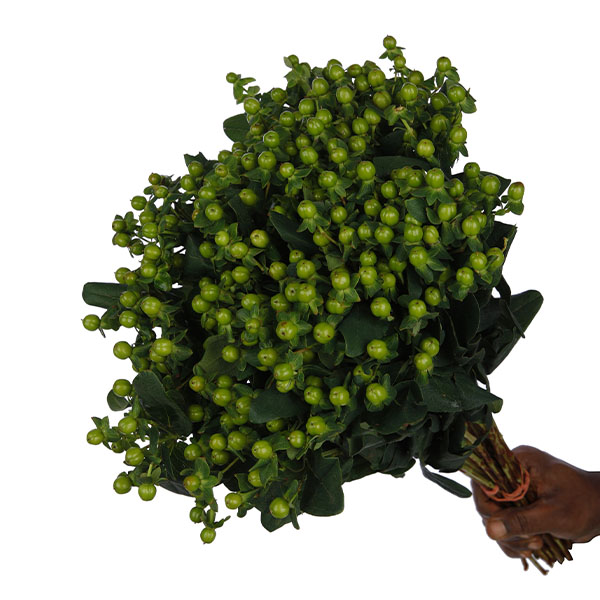 Hypericum Green - Image 2