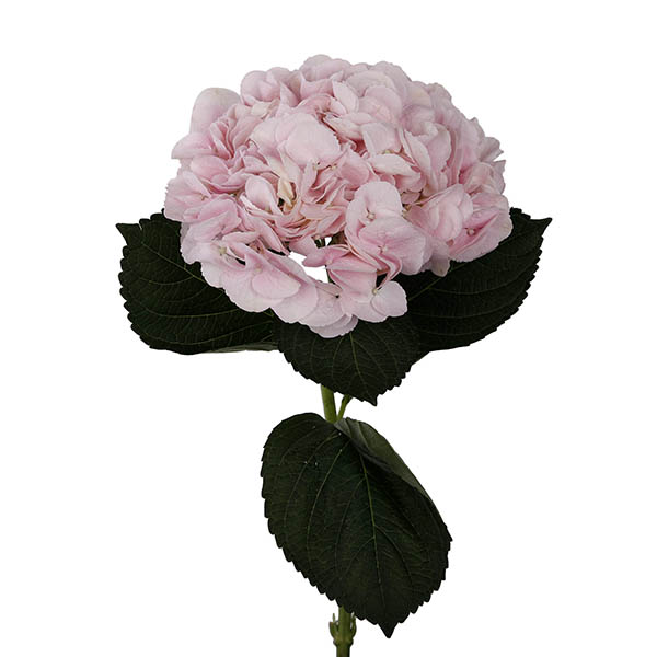 Force Pink - Image 4