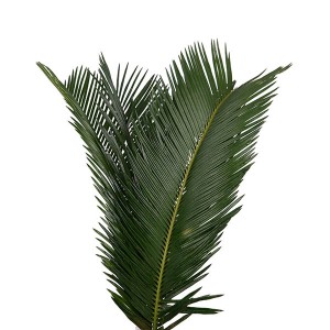 Cycus Leaves