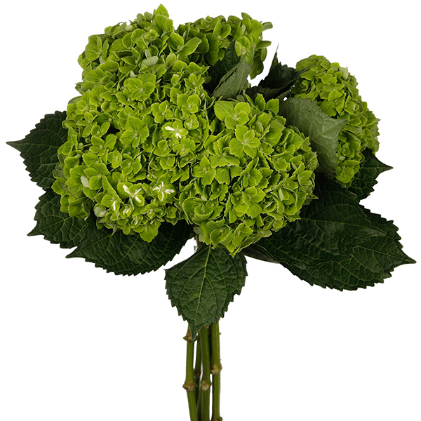 Hydrangea Green - Image 2