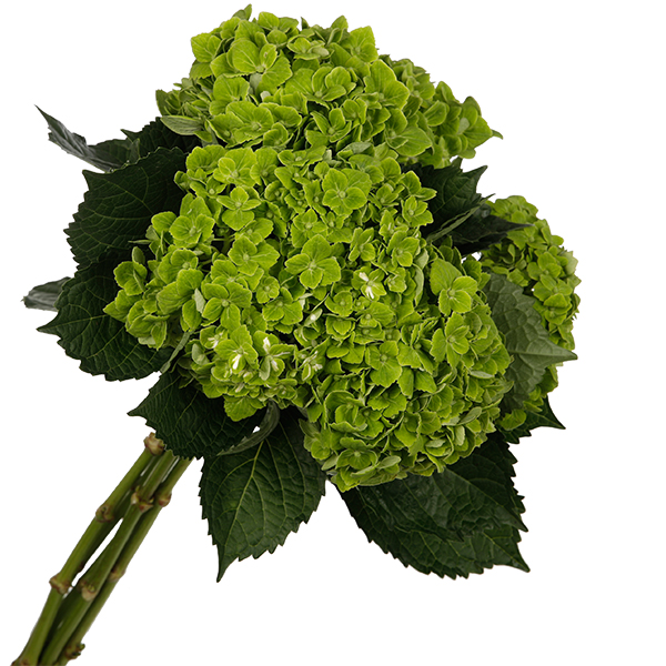 Hydrangea Green - Image 3