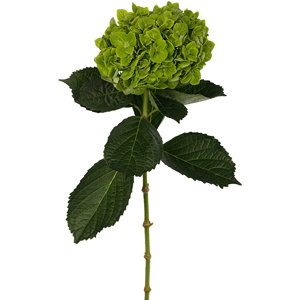 Hydrangea Green - Image 4