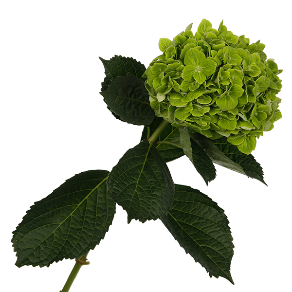 Hydrangea Green - Image 5