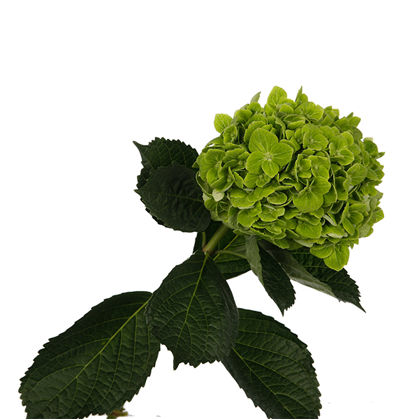 Hydrangea Green - Image 6