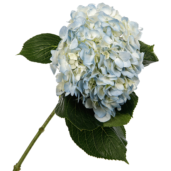 Hydrangea Light Blue - Image 6