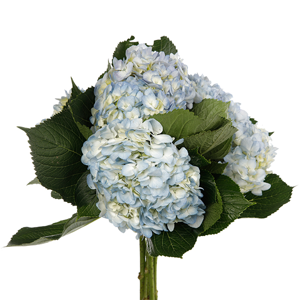 Hydrangea Light Blue - Image 2