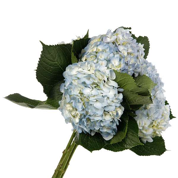 Hydrangea Light Blue - Image 3