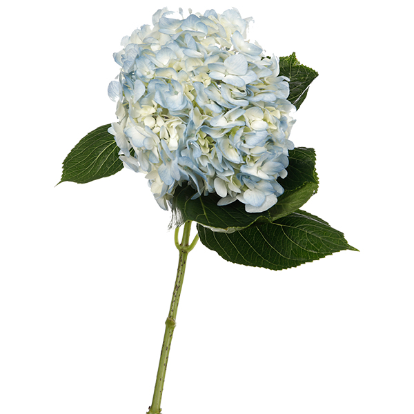 Hydrangea Light Blue - Image 4