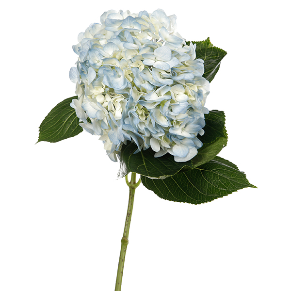 Hydrangea Light Blue - Image 5