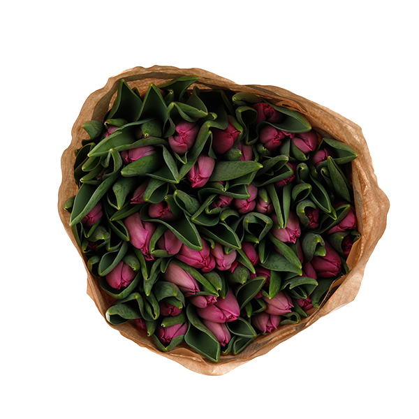 Tulip Regular Dark Pink - Image 4