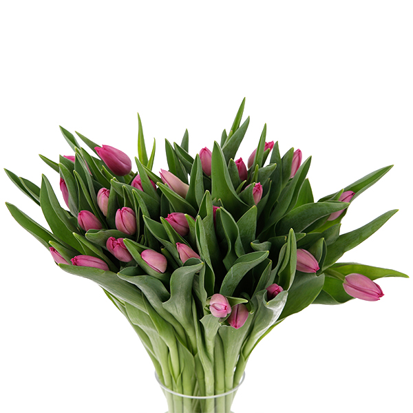 Tulip Regular Dark Pink - Image 3