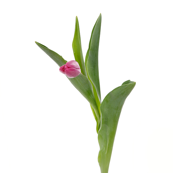 Tulip Regular Dark Pink - Image 2