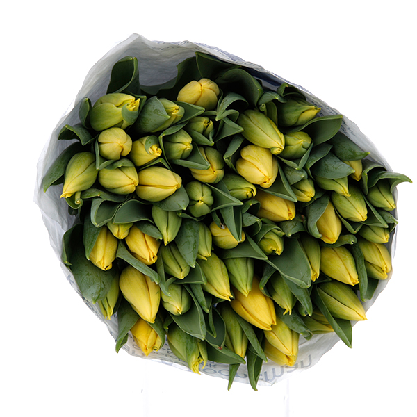 Tulip Regular Yellow - Image 4