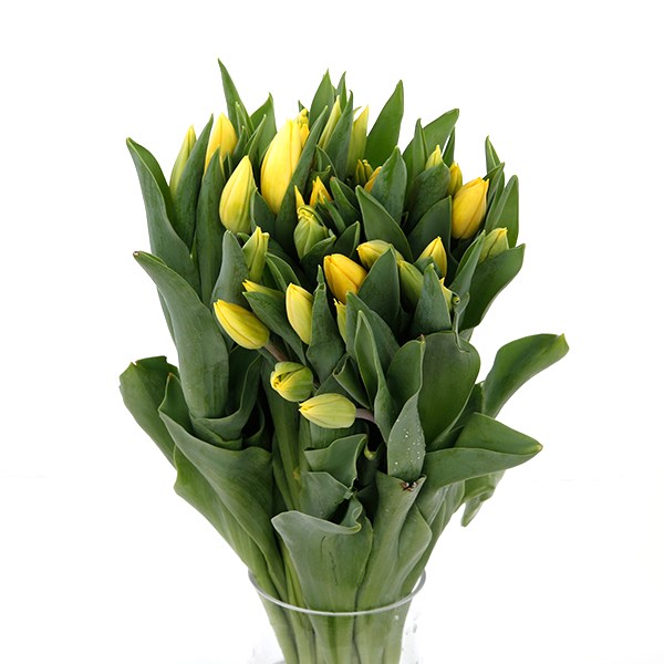 Tulip Regular Yellow - Image 3