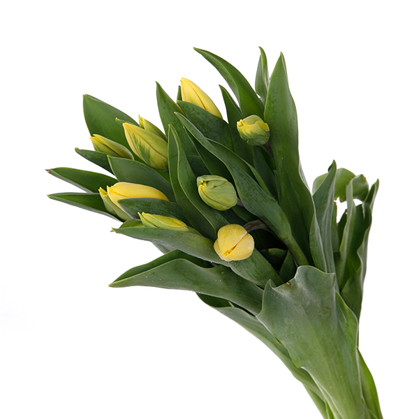 Tulip Regular Yellow - Image 2