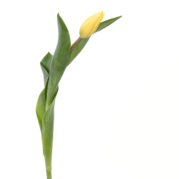 Tulip Regular Yellow
