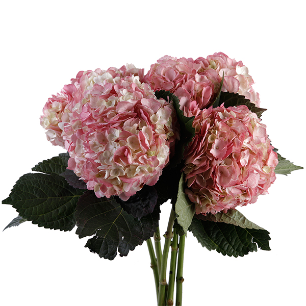 Hydrangea Tinted Pink