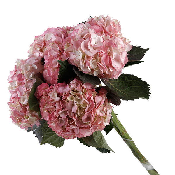 Hydrangea Tinted Pink - Image 2