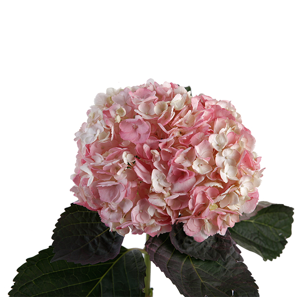 Hydrangea Tinted Pink - Image 4