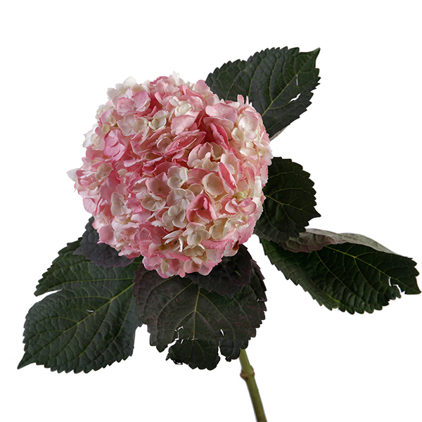 Hydrangea Tinted Pink - Image 5