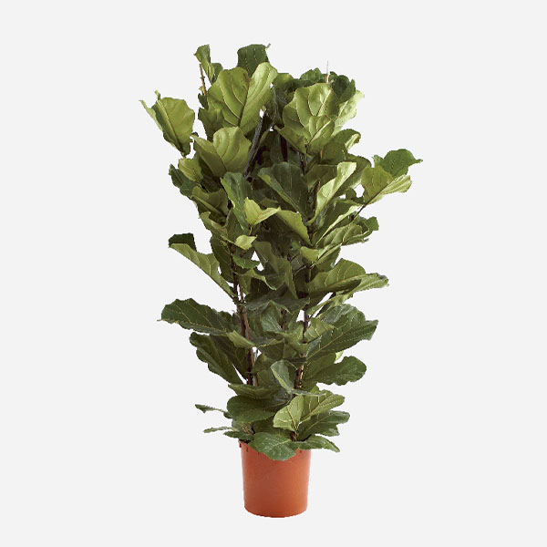 Ficus Lyrata Branched - Image 2