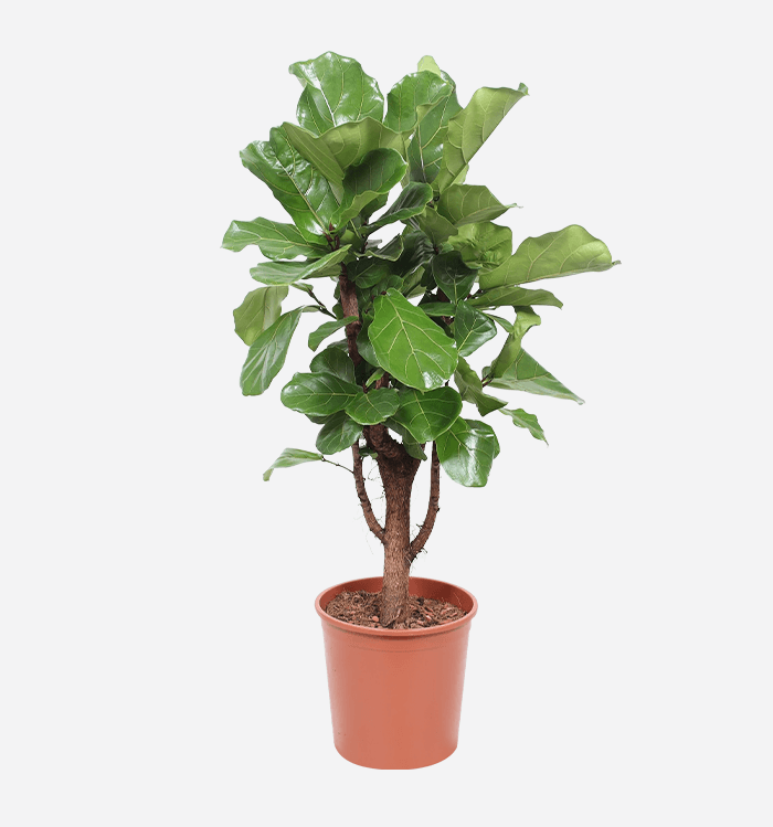 Ficus Lyrata Branched