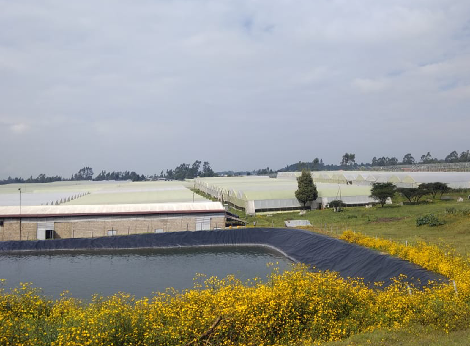 Hansa Flowers PLC