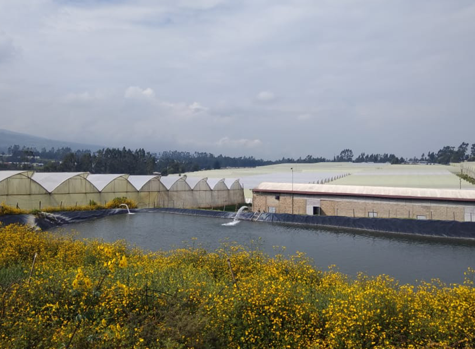 Hansa Flowers PLC