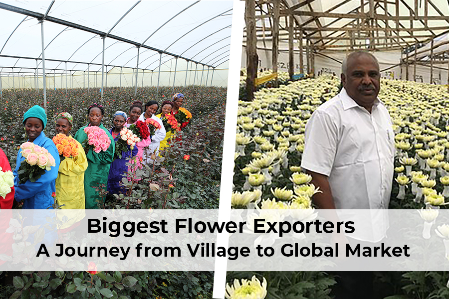 A graphic highlighting the path of flower exporters, illustrating their growth from village producers to global market players.
