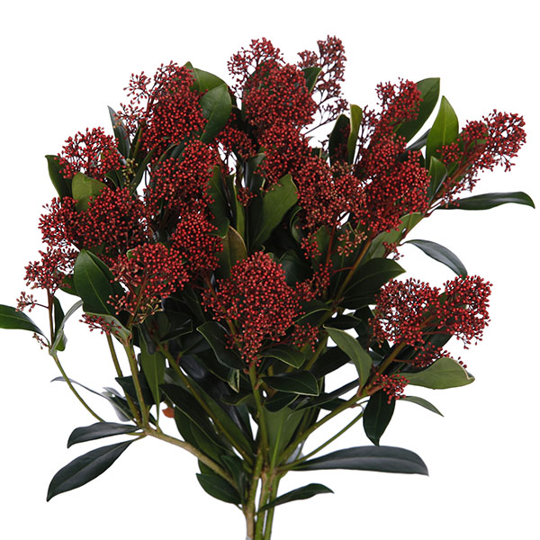 Skimmia Red - Image 2