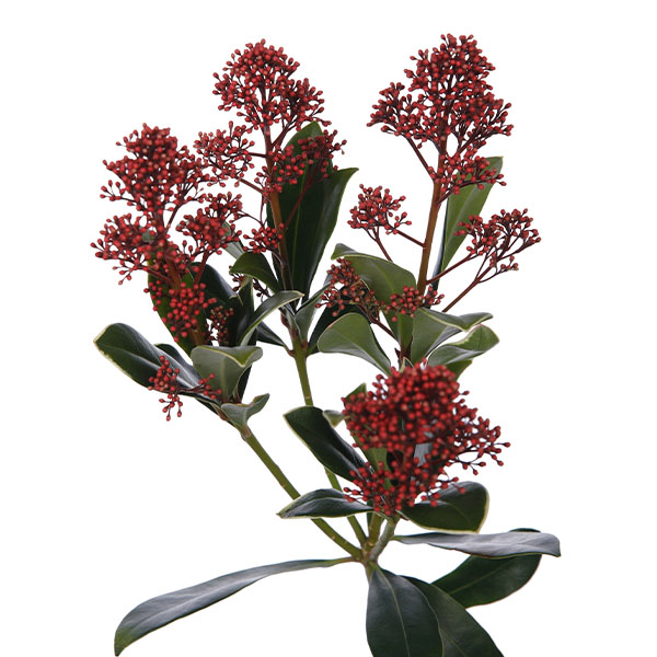 Skimmia Red