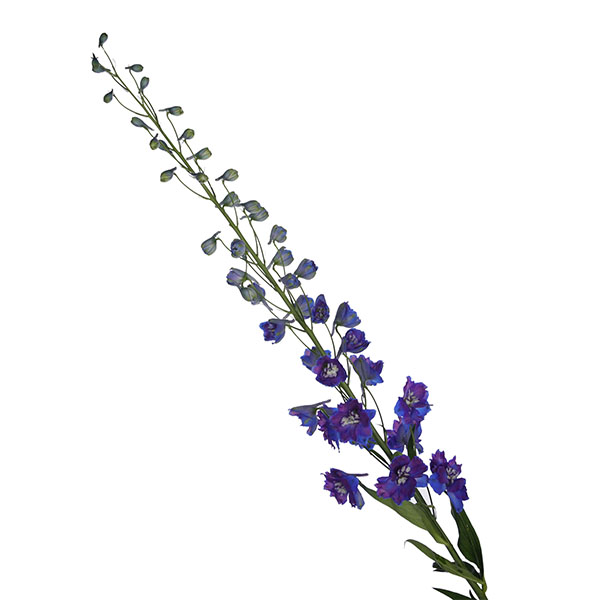 Dewi Blue Star - Image 2