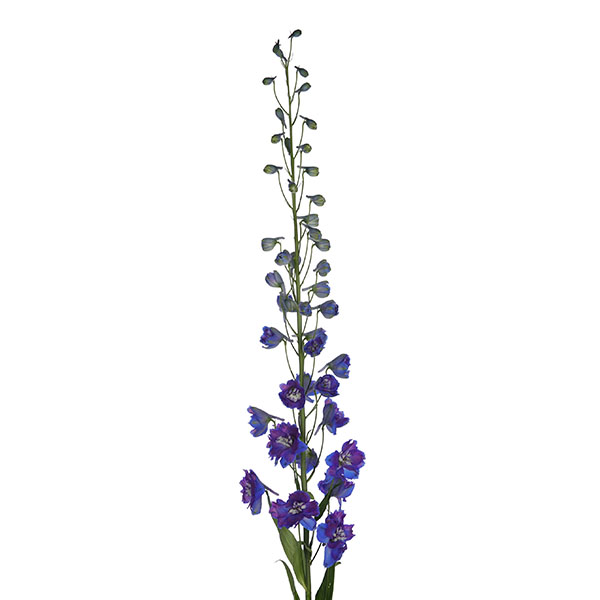 Dewi Blue Star - Image 3