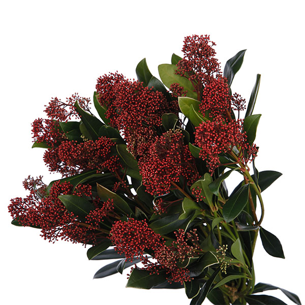 Skimmia Red - Image 5