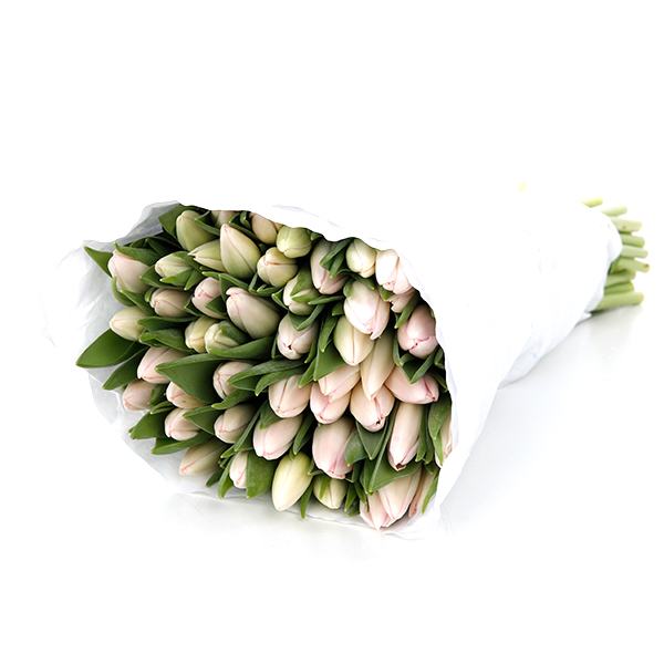 Tulip Regular Light Pink - Image 5