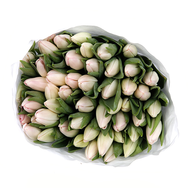 Tulip Regular Light Pink - Image 4