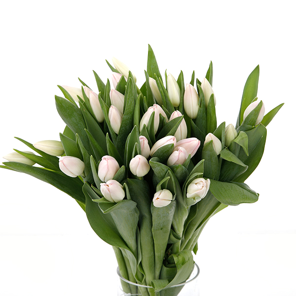 Tulip Regular Light Pink - Image 3