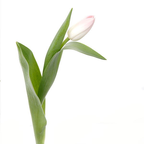 Tulip Regular Light Pink