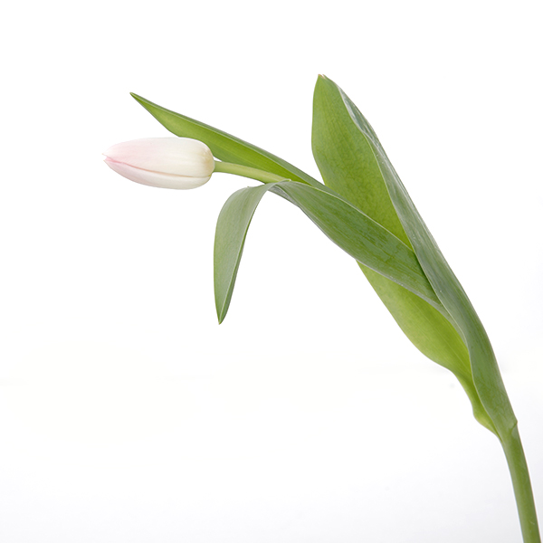 Tulip Regular Light Pink - Image 2